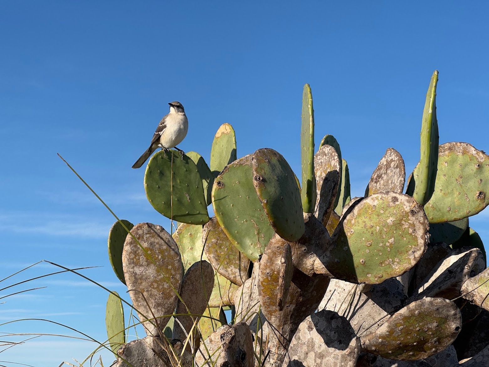 A small bird perched atop a prickly pear cactus against a clear blue sky
