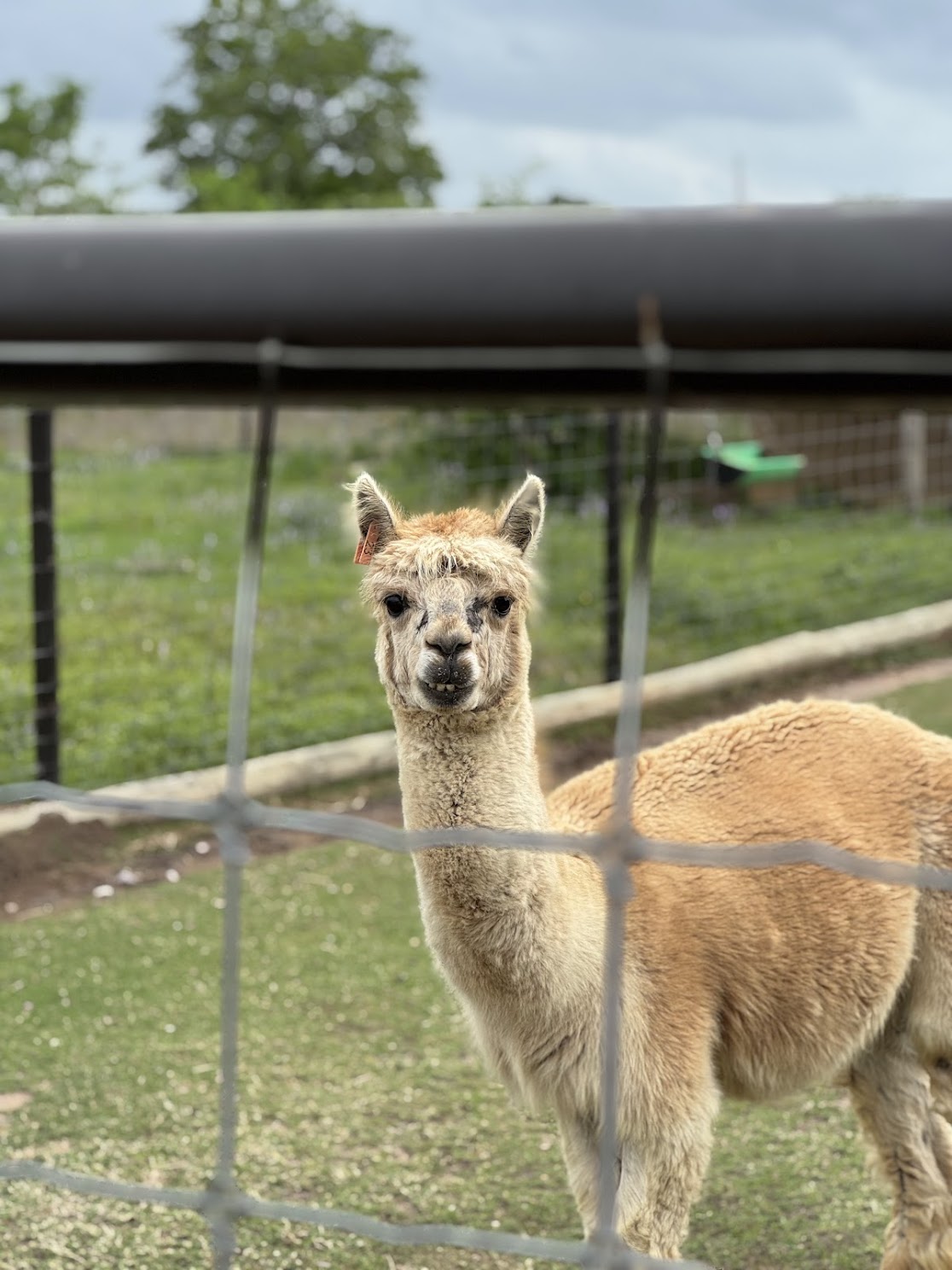 A fluffy alpaca looking directly into the camera through a wire fence