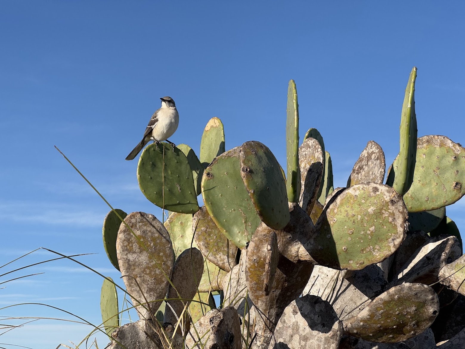 A small bird perched atop a prickly pear cactus against a clear blue sky