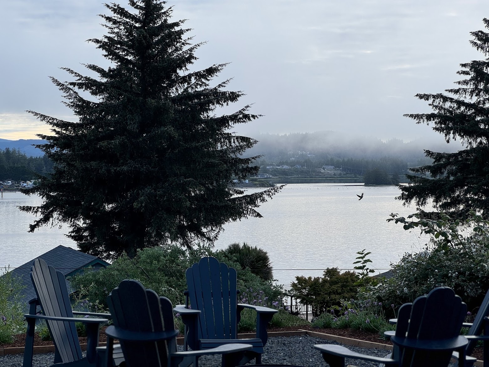 Blue Adirondack chairs facing a misty bay with evergreen trees under an overcast sky